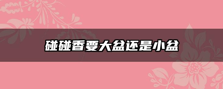 碰碰香要大盆还是小盆