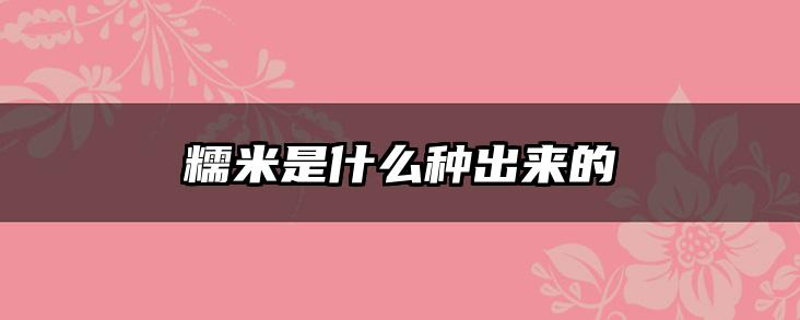 糯米是什么种出来的