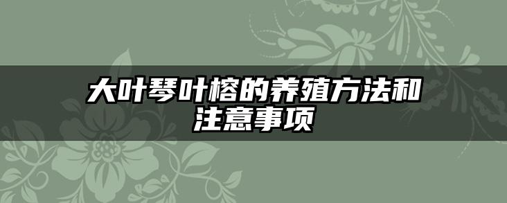 大叶琴叶榕的养殖方法和注意事项
