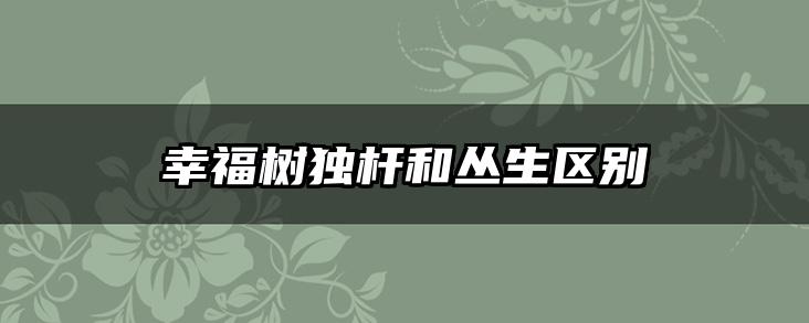 幸福树独杆和丛生区别