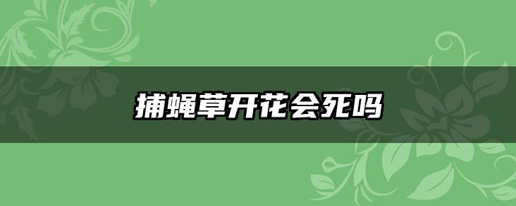 捕蝇草开花会死吗