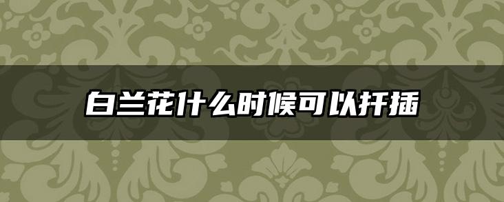白兰花什么时候可以扦插