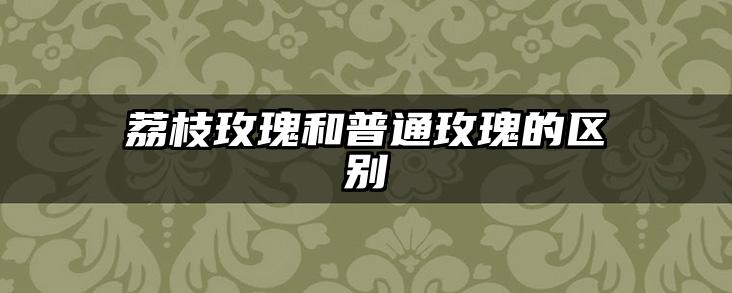 荔枝玫瑰和普通玫瑰的区别
