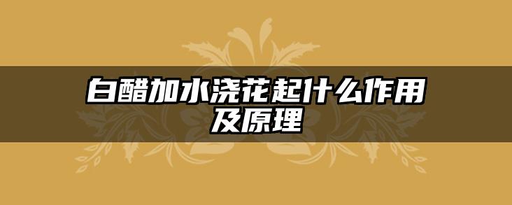 白醋加水浇花起什么作用及原理