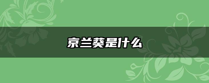 京兰葵是什么