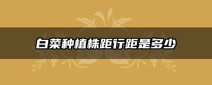白菜种植株距行距是多少