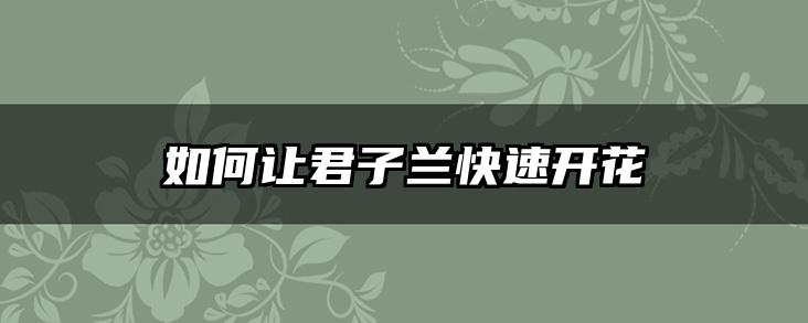 如何让君子兰快速开花
