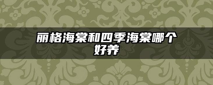 丽格海棠和四季海棠哪个好养