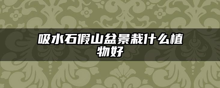 吸水石假山盆景栽什么植物好
