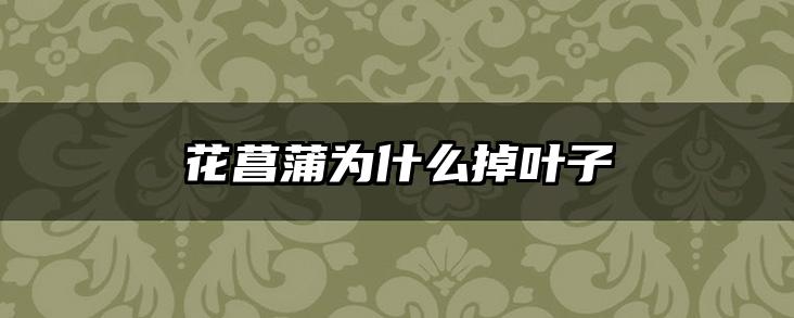花菖蒲为什么掉叶子