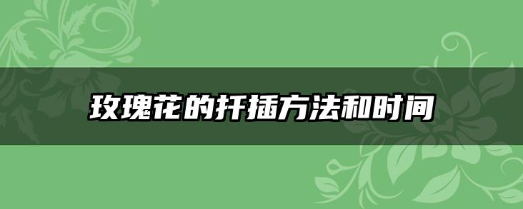 玫瑰花的扦插方法和时间