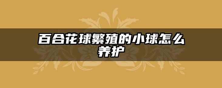 百合花球繁殖的小球怎么养护