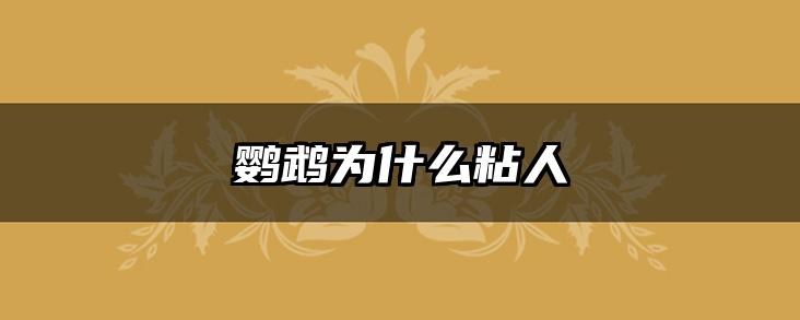 鹦鹉为什么粘人