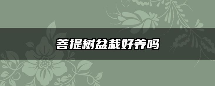 菩提树盆栽好养吗
