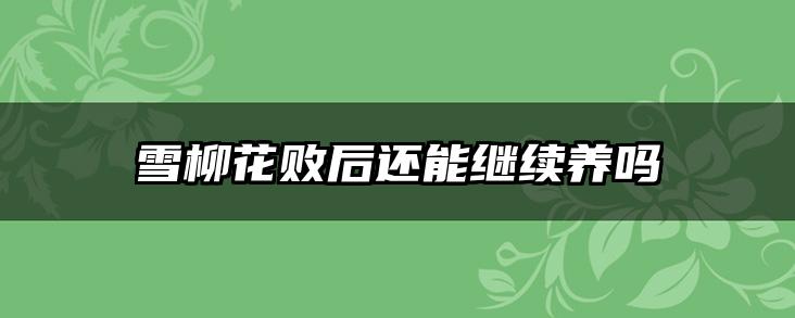 雪柳花败后还能继续养吗