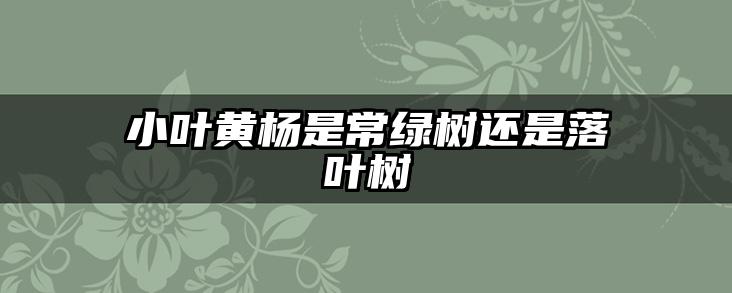 小叶黄杨是常绿树还是落叶树