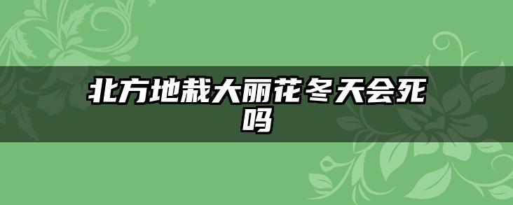 北方地栽大丽花冬天会死吗