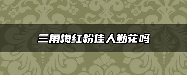 三角梅红粉佳人勤花吗
