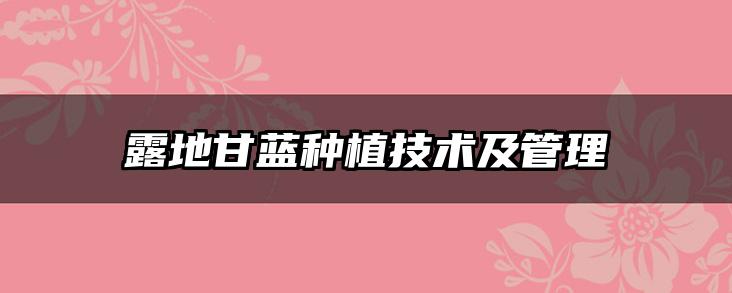 露地甘蓝种植技术及管理