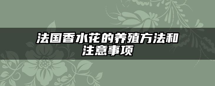 法国香水花的养殖方法和注意事项