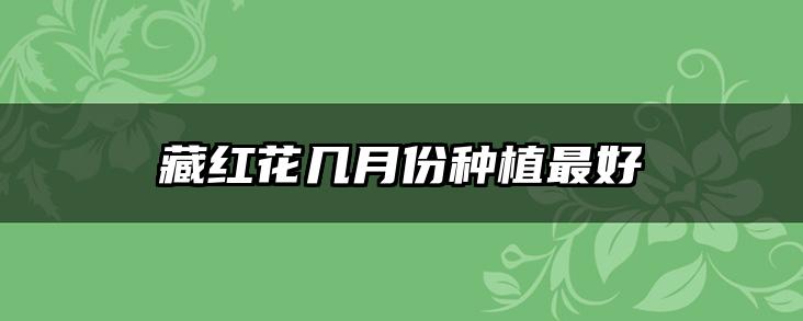 藏红花几月份种植最好
