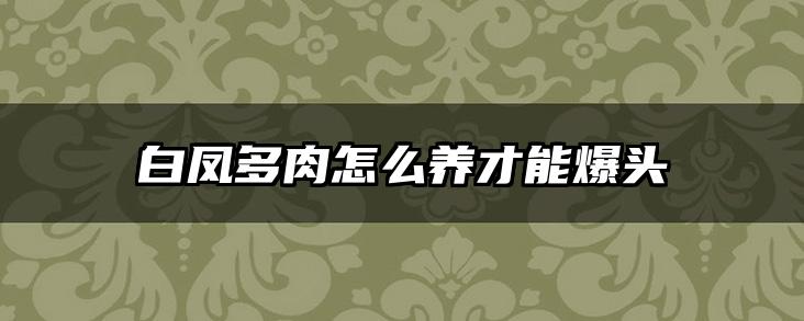 白凤多肉怎么养才能爆头