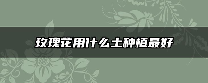 玫瑰花用什么土种植最好