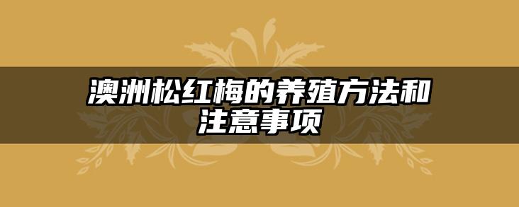 澳洲松红梅的养殖方法和注意事项