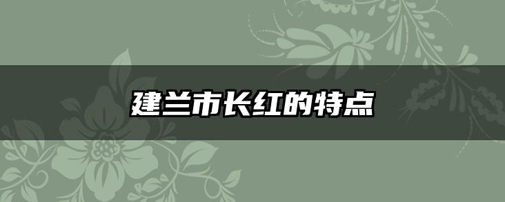 建兰市长红的特点