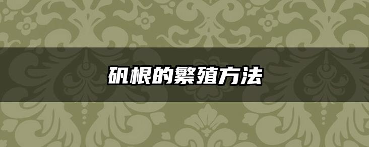 矾根的繁殖方法