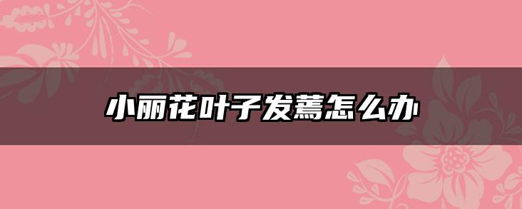 小丽花叶子发蔫怎么办