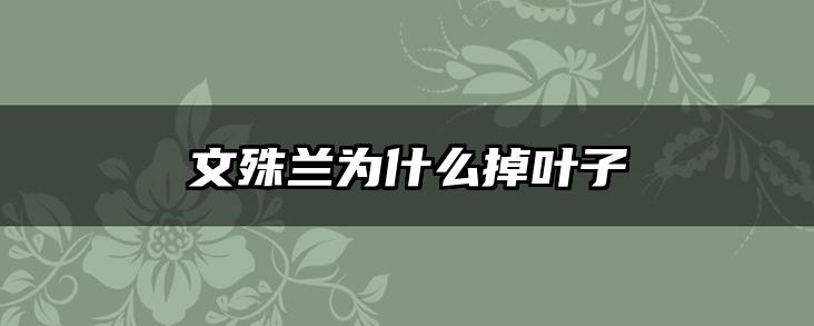 文殊兰为什么掉叶子