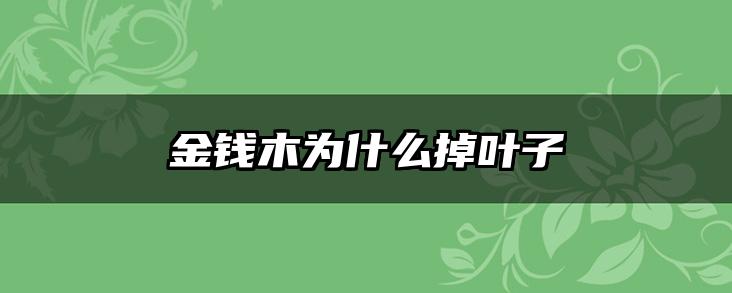 金钱木为什么掉叶子