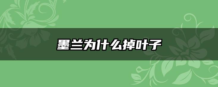 墨兰为什么掉叶子