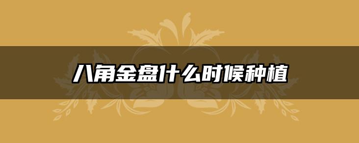 八角金盘什么时候种植