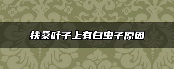 扶桑叶子上有白虫子原因