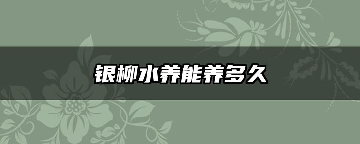 银柳水养能养多久