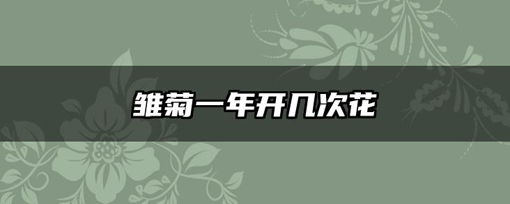 雏菊一年开几次花