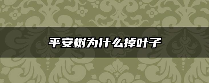 平安树为什么掉叶子
