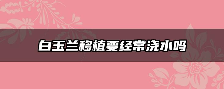 白玉兰移植要经常浇水吗