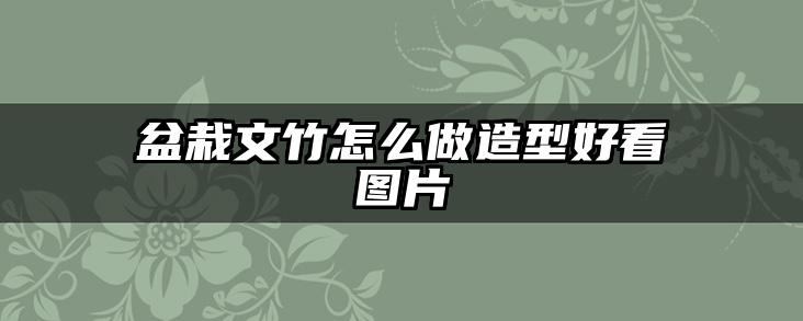 盆栽文竹怎么做造型好看图片