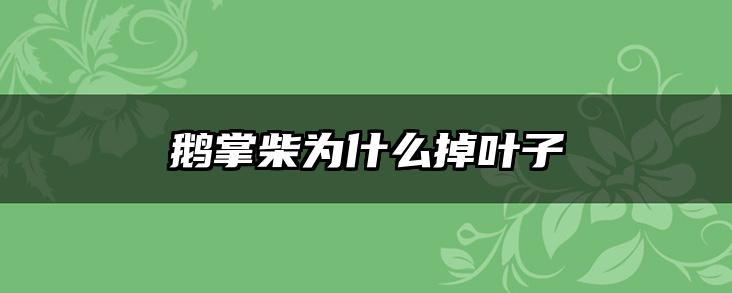 鹅掌柴为什么掉叶子