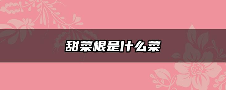 甜菜根是什么菜