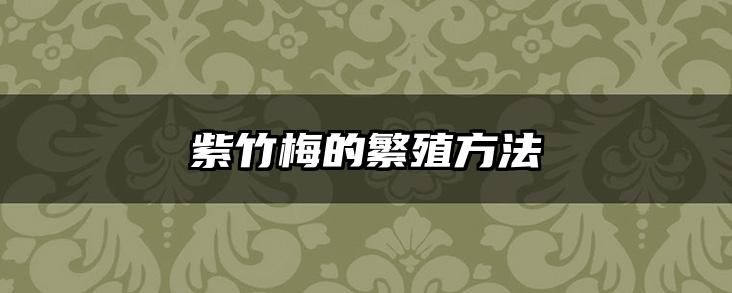 紫竹梅的繁殖方法