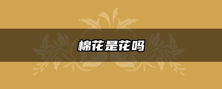 棉花是花吗