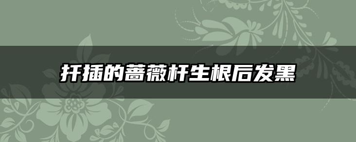扦插的蔷薇杆生根后发黑