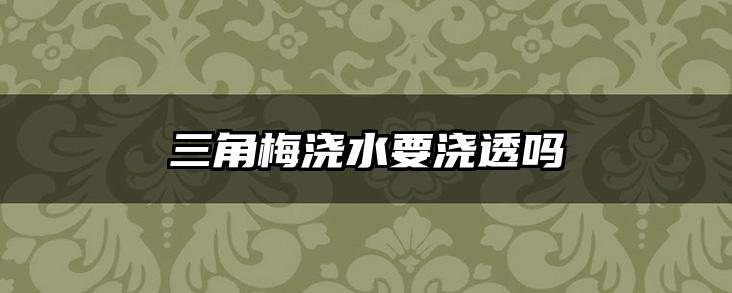 三角梅浇水要浇透吗