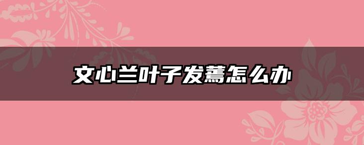 文心兰叶子发蔫怎么办