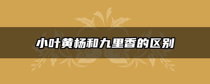 小叶黄杨和九里香的区别
