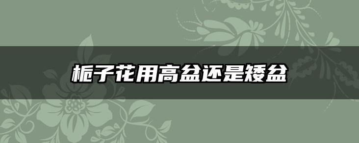 栀子花用高盆还是矮盆